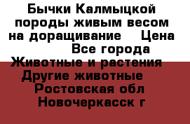 Бычки Калмыцкой породы живым весом на доращивание. › Цена ­ 135 - Все города Животные и растения » Другие животные   . Ростовская обл.,Новочеркасск г.